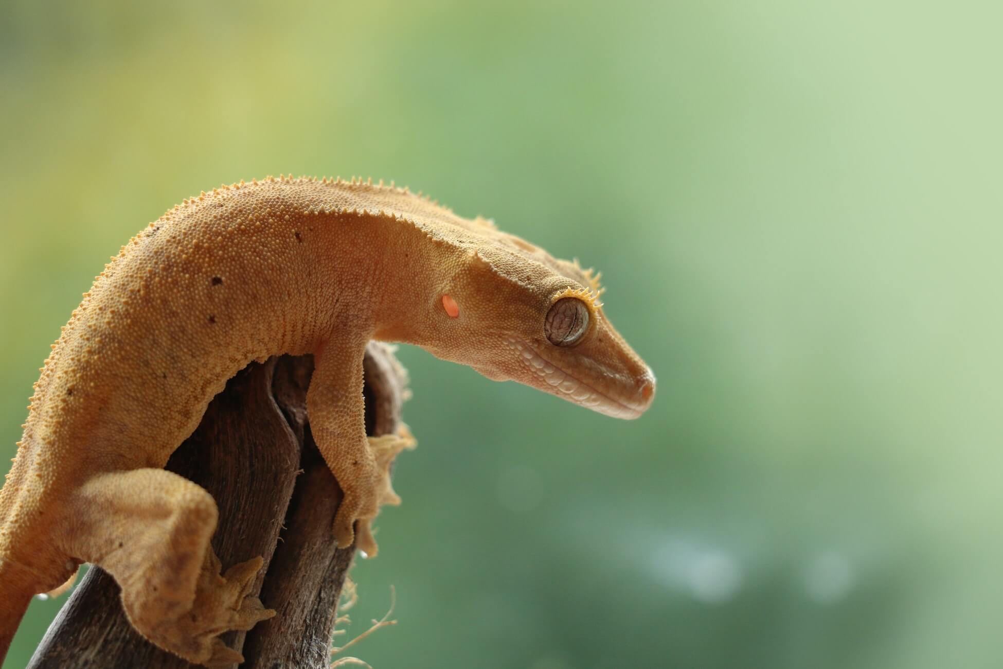 Crested Geckos CritterFam
