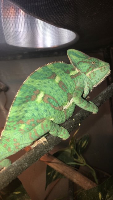 Pascal, The Beautiful Veiled Chameleon