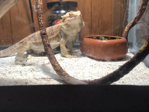 My bearded dragon Horny My bearded dragon Horny