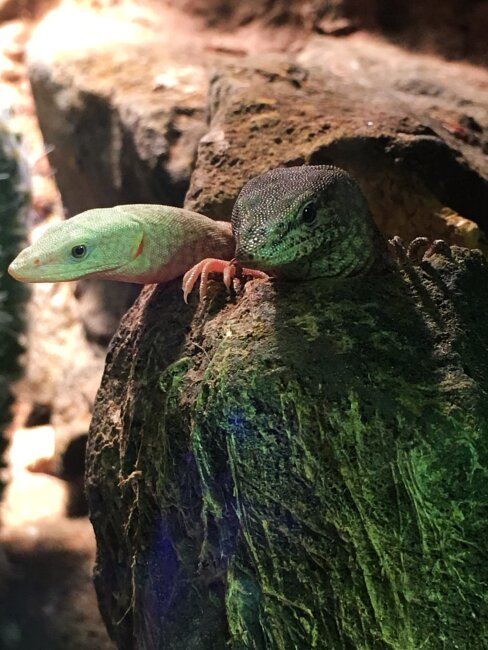 Dwarf Monitors Waiting On The Critter Depots Tasty Crickets