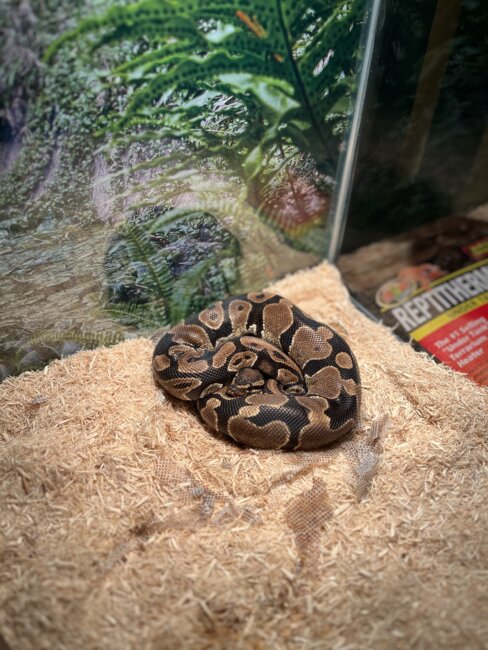 Ball python not pooping