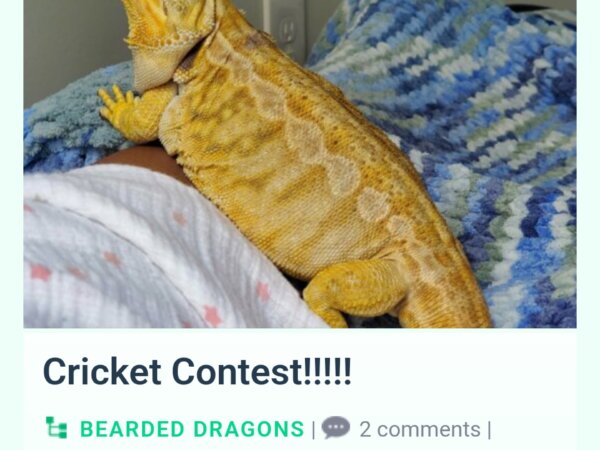 Cricket Contest!!!!! Everyone READ